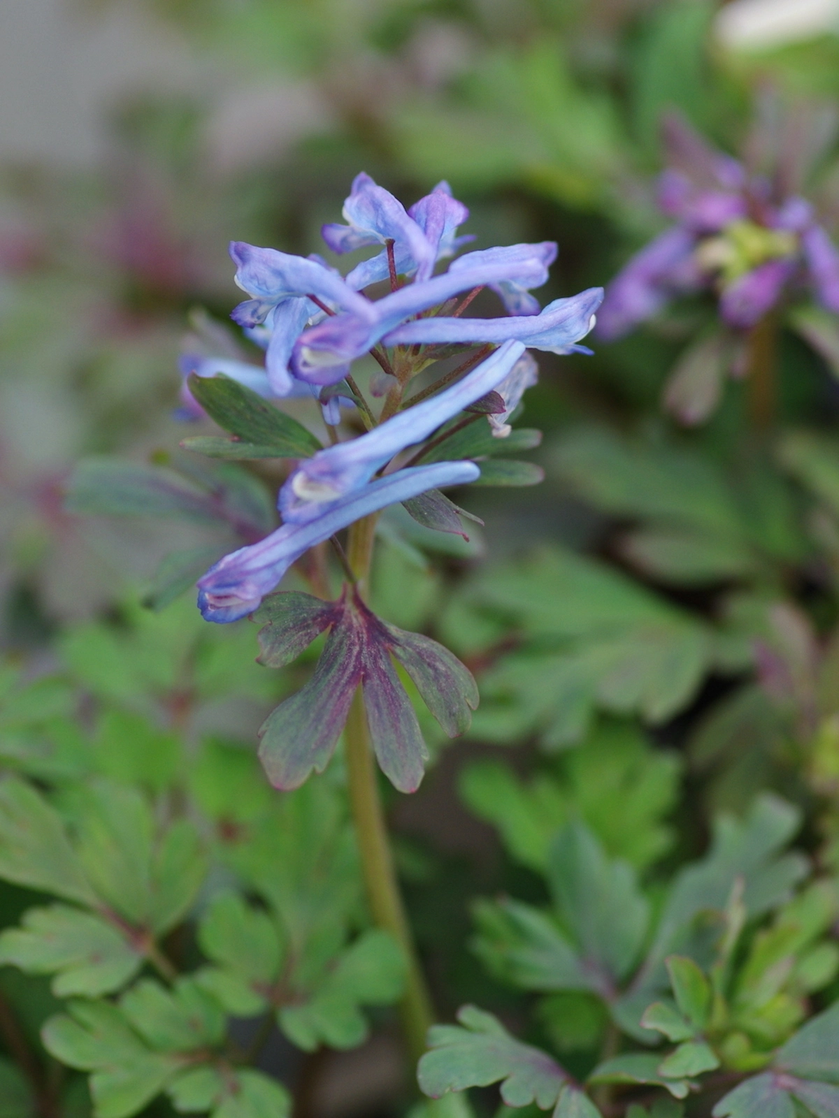 Corydalis Root